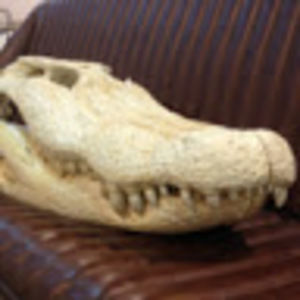 Meet your Posher, Russ